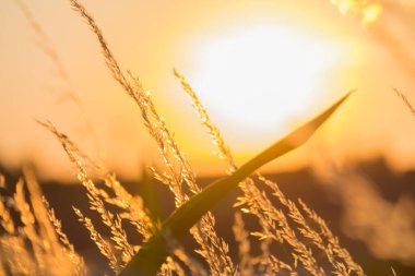  Gün batımı arka planında, uzun ve kuru çimenlerin üzerinde altın bir ışık. Yüksek kalite fotoğraf