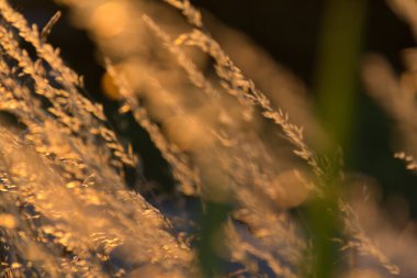  Gün batımı arka planında, uzun ve kuru çimenlerin üzerinde altın bir ışık. Yüksek kalite fotoğraf