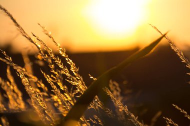  Gün batımı arka planında, uzun ve kuru çimenlerin üzerinde altın bir ışık. Yüksek kalite fotoğraf