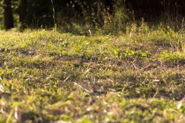  Bulanık arka plan ağaçlarıyla yeşil çimenli zemin, doğa manzarası. Yüksek kalite fotoğraf