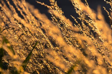  Gün batımı arka planında, uzun ve kuru çimenlerin üzerinde altın bir ışık. Yüksek kalite fotoğraf