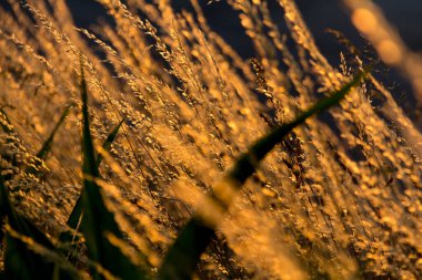  Gün batımı arka planında, uzun ve kuru çimenlerin üzerinde altın bir ışık. Yüksek kalite fotoğraf