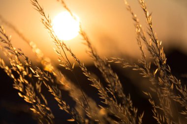  Gün batımında bir tarlada güneş ışığıyla aydınlatılan altın otların yakın çekimi. Yüksek kalite fotoğraf