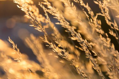  Gün batımında bir tarlada güneş ışığıyla aydınlatılan altın otların yakın çekimi. Yüksek kalite fotoğraf