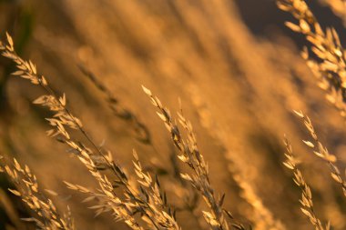  Gün batımında bir tarlada güneş ışığıyla aydınlatılan altın otların yakın çekimi. Yüksek kalite fotoğraf