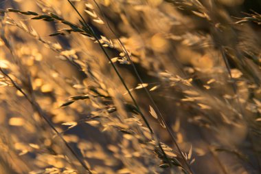  Gün batımında bir tarlada güneş ışığıyla aydınlatılan altın otların yakın çekimi. Yüksek kalite fotoğraf