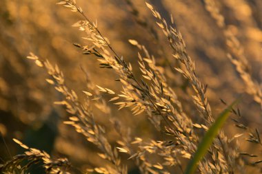  Gün batımında bir tarlada güneş ışığıyla aydınlatılan altın otların yakın çekimi. Yüksek kalite fotoğraf