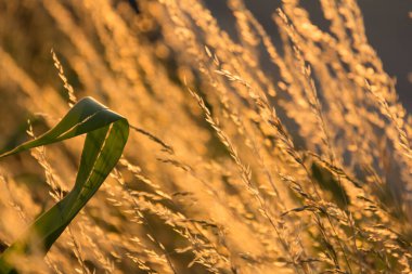  Gün batımında bir tarlada güneş ışığıyla aydınlatılan altın otların yakın çekimi. Yüksek kalite fotoğraf