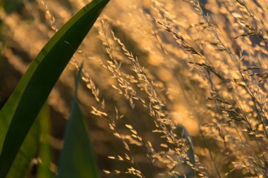  Gün batımında bir tarlada güneş ışığıyla aydınlatılan altın otların yakın çekimi. Yüksek kalite fotoğraf