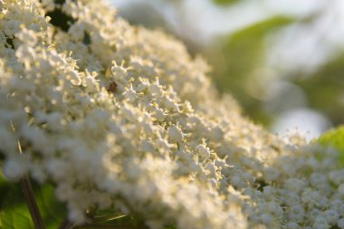  Beyaz mürver çiçekleri güneş ışığında bir ağaç dalında çiçek açar. Yüksek kalite fotoğraf