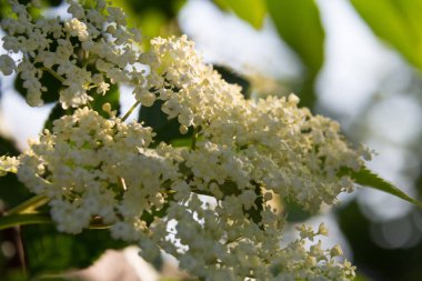  Beyaz mürver çiçekleri güneş ışığında bir ağaç dalında çiçek açar. Yüksek kalite fotoğraf
