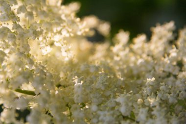  Beyaz mürver çiçekleri güneş ışığında bir ağaç dalında çiçek açar. Yüksek kalite fotoğraf