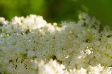  Beyaz mürver çiçekleri güneş ışığında bir ağaç dalında çiçek açar. Yüksek kalite fotoğraf