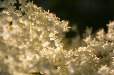  Beyaz mürver çiçekleri güneş ışığında bir ağaç dalında çiçek açar. Yüksek kalite fotoğraf