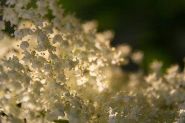  Beyaz mürver çiçekleri güneş ışığında bir ağaç dalında çiçek açar. Yüksek kalite fotoğraf