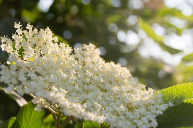  Beyaz mürver çiçekleri güneş ışığında bir ağaç dalında çiçek açar. Yüksek kalite fotoğraf