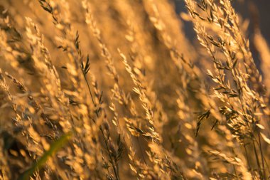  Gün batımının arka planında bir tarlada altın kuru ot. Yüksek kalite fotoğraf