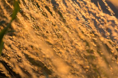  Gün batımında bir tarlada güneş ışığıyla aydınlatılan altın otların yakın çekimi. Yüksek kalite fotoğraf