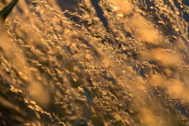  Gün batımında bir tarlada güneş ışığıyla aydınlatılan altın otların yakın çekimi. Yüksek kalite fotoğraf