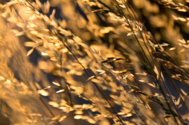  Gün batımında bir tarlada güneş ışığıyla aydınlatılan altın otların yakın çekimi. Yüksek kalite fotoğraf