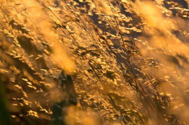  Gün batımında bir tarlada güneş ışığıyla aydınlatılan altın otların yakın çekimi. Yüksek kalite fotoğraf