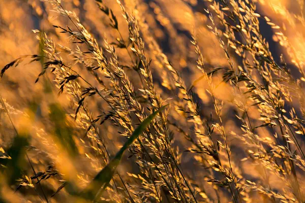  Çimen sap-doğa arka planının arkasındaki altın gün batımı ışığı. Yüksek kalite fotoğraf