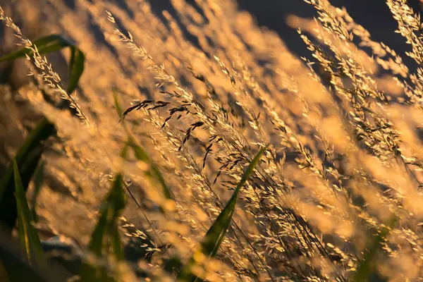  Gün batımı arka planında, uzun ve kuru çimenlerin üzerinde altın bir ışık. Yüksek kalite fotoğraf