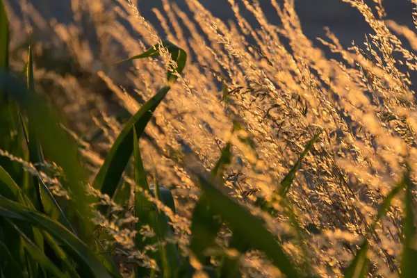  Gün batımı arka planında, uzun ve kuru çimenlerin üzerinde altın bir ışık. Yüksek kalite fotoğraf