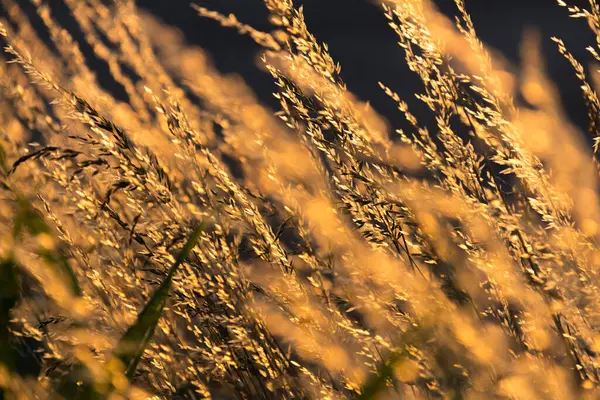  Gün batımı arka planında, uzun ve kuru çimenlerin üzerinde altın bir ışık. Yüksek kalite fotoğraf