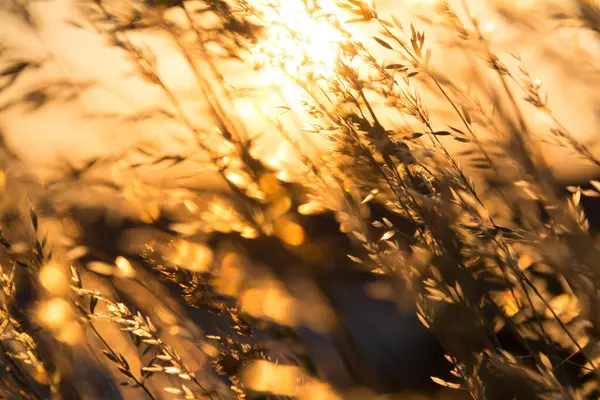  Gün batımında bir tarlada güneş ışığıyla aydınlatılan altın otların yakın çekimi. Yüksek kalite fotoğraf