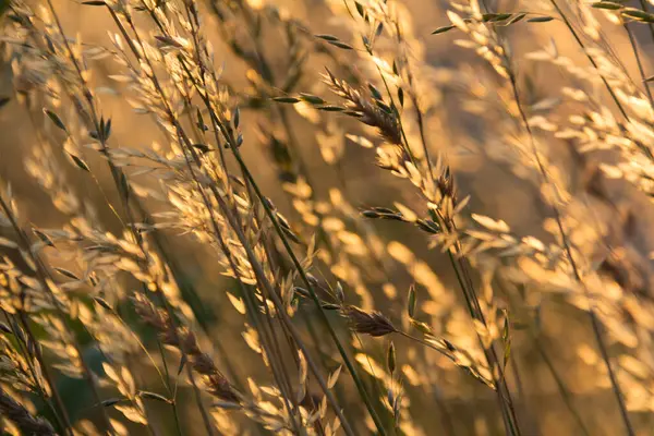  Gün batımında bir tarlada güneş ışığıyla aydınlatılan altın otların yakın çekimi. Yüksek kalite fotoğraf