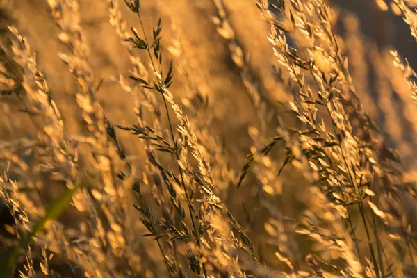 Gün batımında bir tarlada güneş ışığıyla aydınlatılan altın otların yakın çekimi. Yüksek kalite fotoğraf