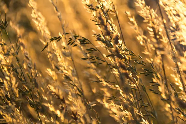  Gün batımının arka planında bir tarlada altın kuru ot. Yüksek kalite fotoğraf