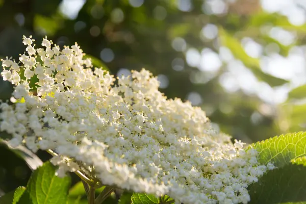  Beyaz mürver çiçekleri güneş ışığında bir ağaç dalında çiçek açar. Yüksek kalite fotoğraf