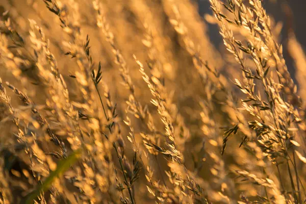  Gün batımının arka planında bir tarlada altın kuru ot. Yüksek kalite fotoğraf