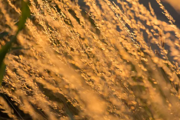  Gün batımında bir tarlada güneş ışığıyla aydınlatılan altın otların yakın çekimi. Yüksek kalite fotoğraf