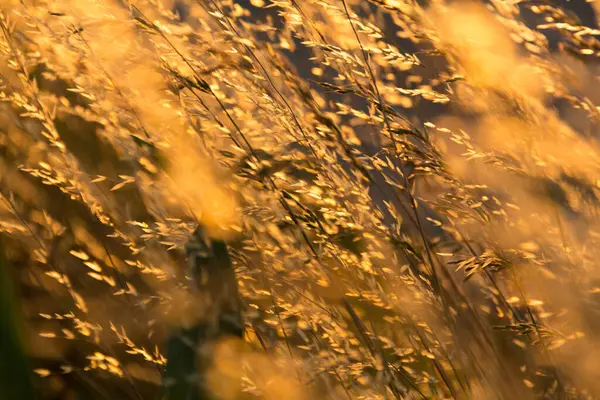  Gün batımında bir tarlada güneş ışığıyla aydınlatılan altın otların yakın çekimi. Yüksek kalite fotoğraf