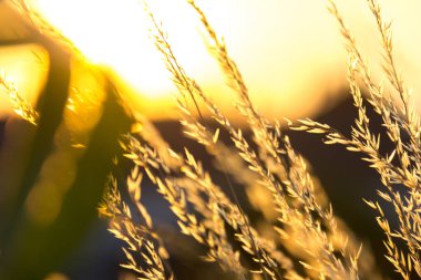  Gün batımında bir tarlada güneş ışığıyla aydınlatılan altın otların yakın çekimi. Yüksek kalite fotoğraf