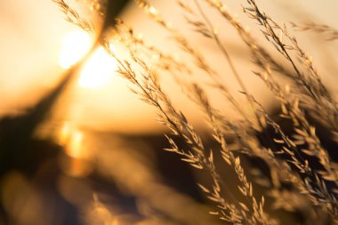  Gün batımında bir tarlada güneş ışığıyla aydınlatılan altın otların yakın çekimi. Yüksek kalite fotoğraf