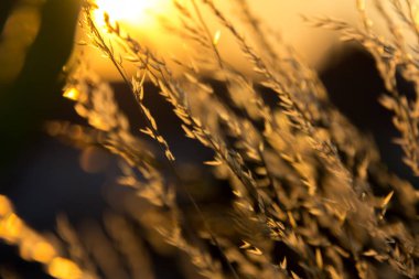  Gün batımında bir tarlada güneş ışığıyla aydınlatılan altın otların yakın çekimi. Yüksek kalite fotoğraf