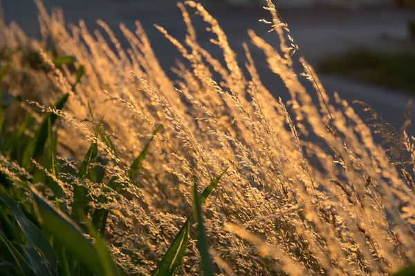  Gün batımında bir tarlada güneş ışığıyla aydınlatılan altın otların yakın çekimi. Yüksek kalite fotoğraf