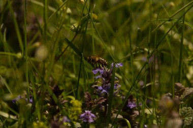  Mor kır çiçeklerindeki bal arıları ve böcekler. Yüksek kalite fotoğraf