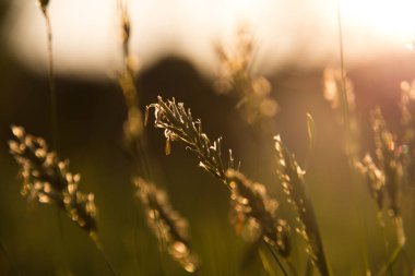  Uzun yeşil çimlerin üzerinde altın güneş ışığı, günbatımı doğası arka planında. Yüksek kalite fotoğraf