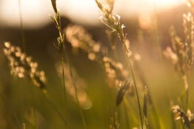  Uzun yeşil çimlerin üzerinde altın güneş ışığı, günbatımı doğası arka planında. Yüksek kalite fotoğraf