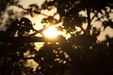  Ağaç yaprakları ve ışıkta altın gün batımı. Yüksek kalite fotoğraf