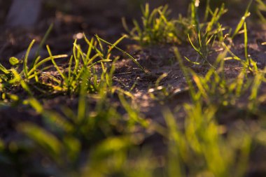  Genç yeşil çimenler güneş ışığında karanlık topraktan büyür. Yüksek kalite fotoğraf