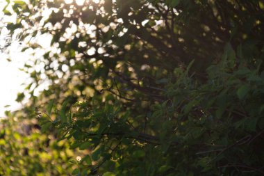  Parlak güneş, sık yeşil ağaç yaprakları arasında parlıyor. Yüksek kalite fotoğraf