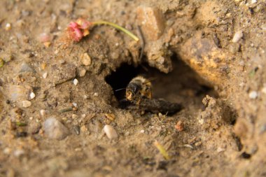  Vahşi bir arı çıplak topraktan yuvasına giriyor. Yüksek kalite fotoğraf