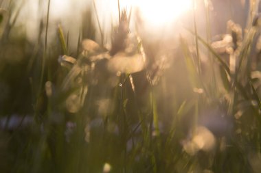  Yeşil çimlerin ve kır çiçeklerinin arasından süzülen güneş ışığı. Yüksek kalite fotoğraf