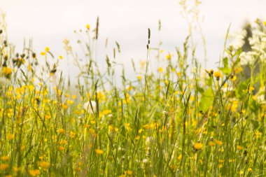  Yeşil çimenleri ve sarı kır çiçekleri olan altın çayır. Yüksek kalite fotoğraf